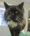Sylvester