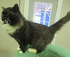 Sylvester