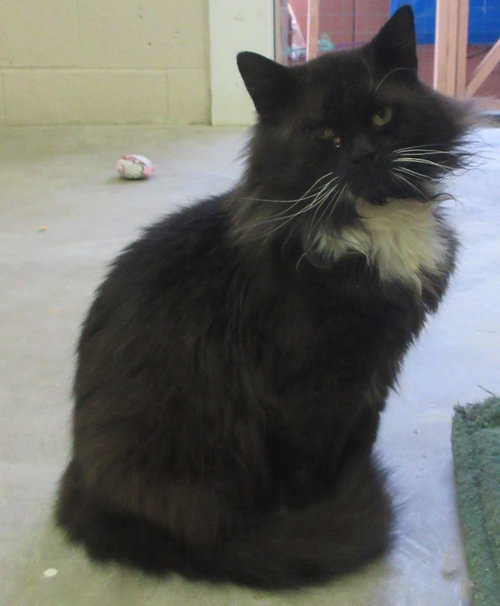 Sylvester