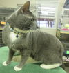 Berlioz