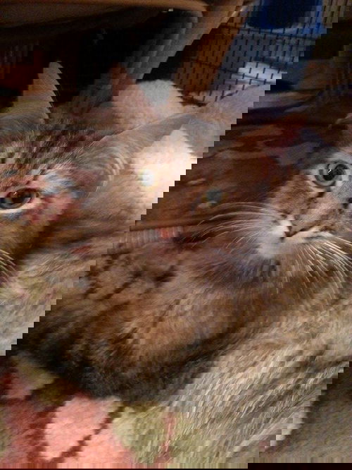 Ambrosia