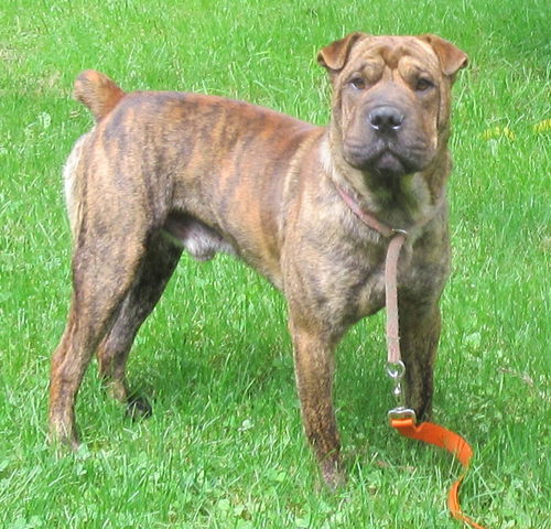 Duke