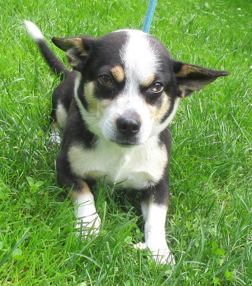 Spanky