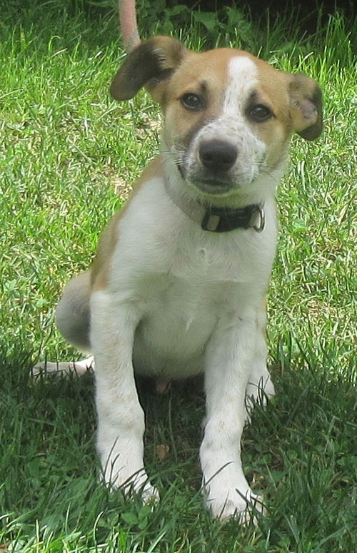 Skipper