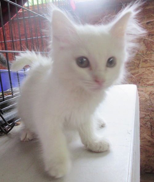 Dorothy