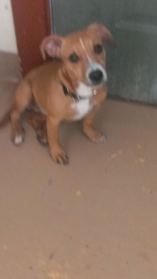 Joni