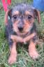 Prancer