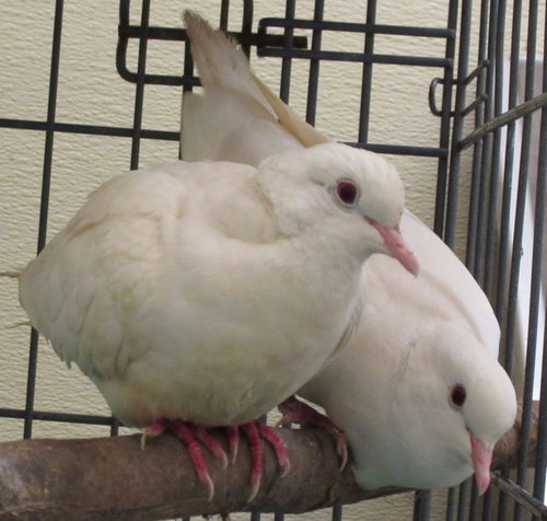 Spice and Pumpkin  BONDED PAIR