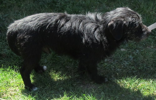 Porthos