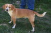 Aramis