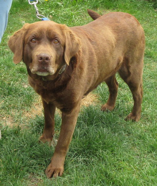 Annie