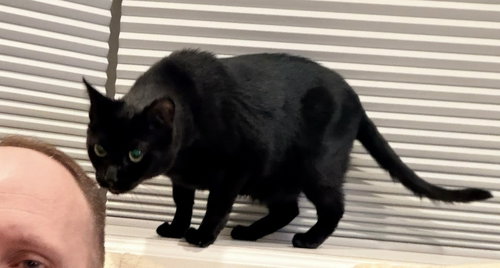 KATYA - Domestic Short Hair available for adoption