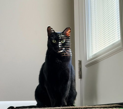 KATYA - Domestic Short Hair for adoption in Edison