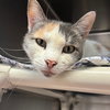 Butterscotch - Photo 1
