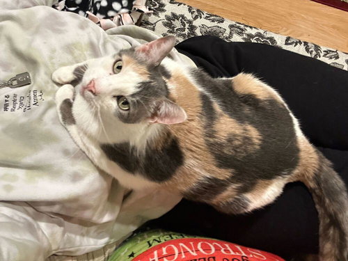BUTTERSCOTCH - Domestic Short Hair / Calico available for adoption