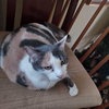 Butterscotch - Photo 3
