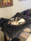 Butterscotch - Photo 4