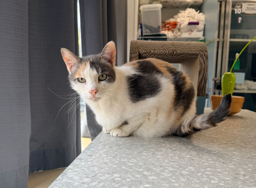Butterscotch, an adoptable Domestic Short Hair in Milltown, NJ