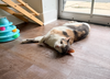 Butterscotch - Photo 2