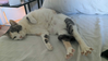 Butterscotch - Photo 3
