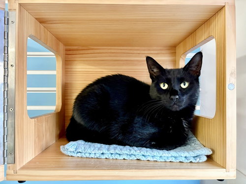 Tilly, Adult Domestic Short Hair / Mixed, cat for adoption in Clifton, New Jersey