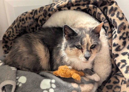 Mabel, Adult Domestic Short Hair / Mixed, cat for adoption in Clifton, New Jersey