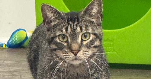 SABER - Domestic Short Hair available for adoption