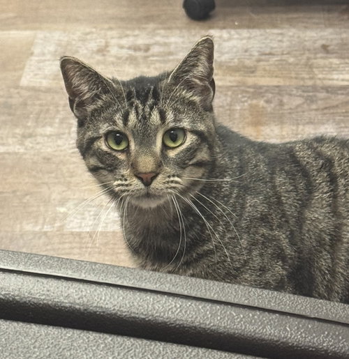 SABER - Domestic Short Hair available for adoption