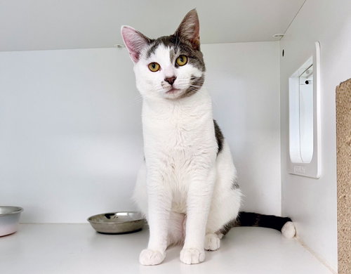 Marcella, an adoptable Domestic Short Hair in Milltown, NJ
