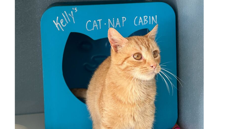 Waffle Cone, an adoptable Domestic Short Hair in Milltown, NJ