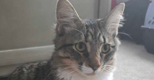 Shadow, an adoptable Domestic Medium Hair in Milltown, NJ