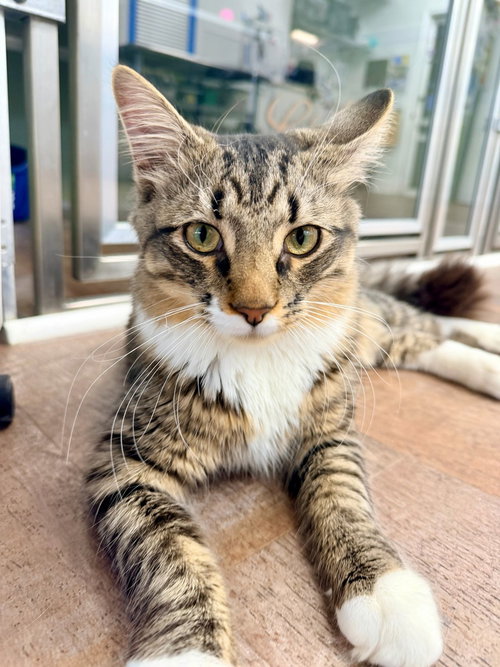 Shadow, Baby Domestic Medium Hair / Mixed, cat for adoption in Kearny, New Jersey