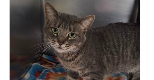 Poppy, an adoptable Domestic Short Hair in Milltown, NJ