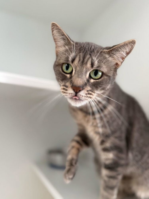 Poppy, Adult Domestic Short Hair / Mixed, cat for adoption in Kearny, New Jersey