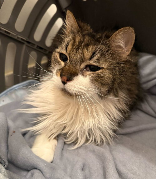 Casey, an adoptable Domestic Long Hair in Milltown, NJ