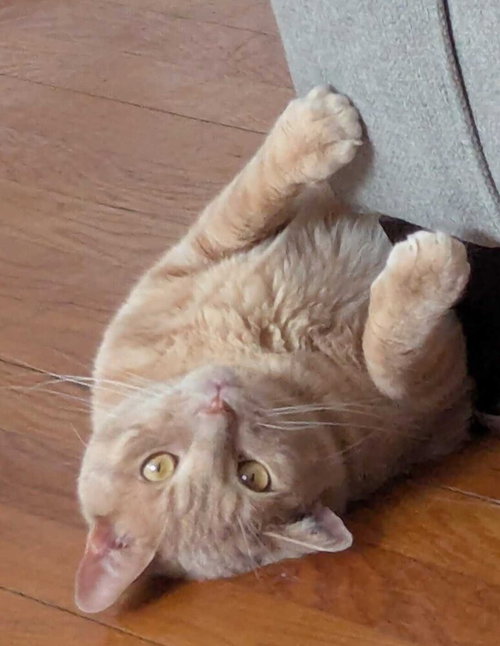 Emilio, an adoptable Domestic Short Hair in Milltown, NJ