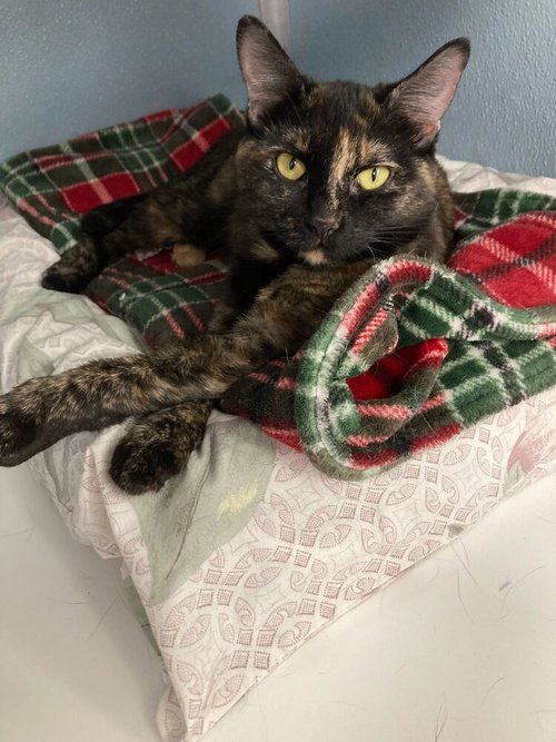 Fizzy, an adoptable Domestic Short Hair in Milltown, NJ