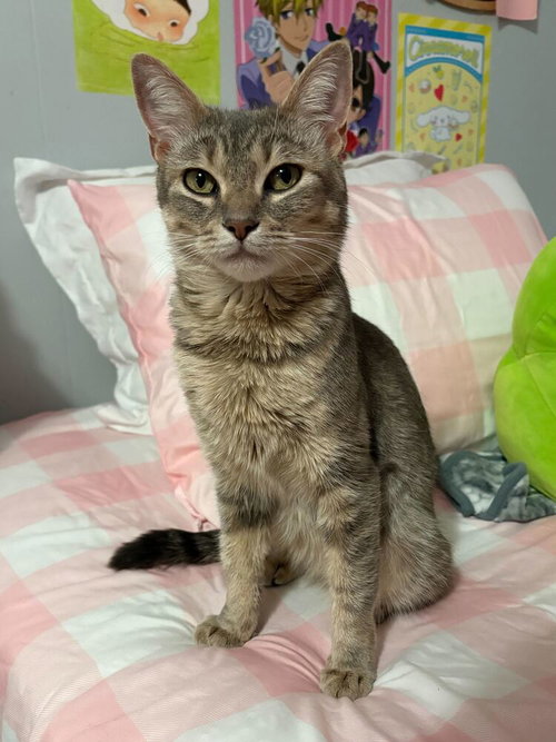 Posie, Adult Domestic Short Hair / Mixed, cat for adoption in Kearny, New Jersey