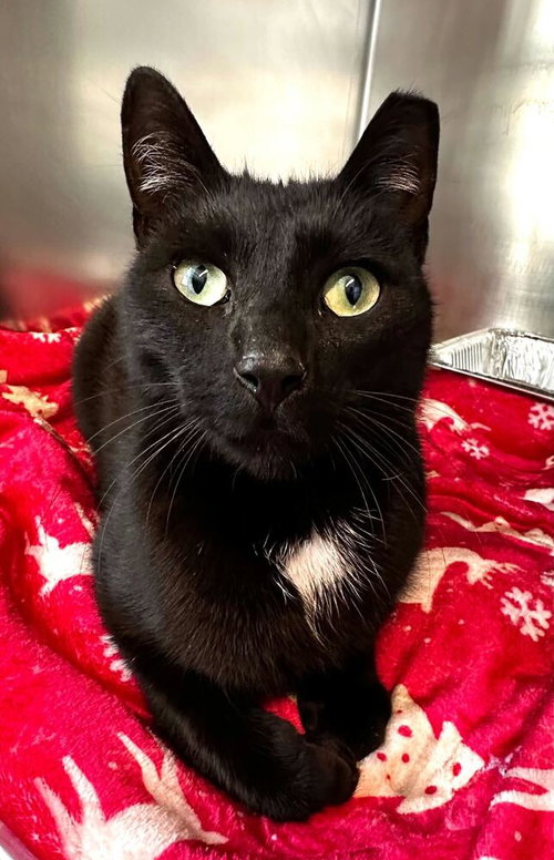 Slinky, Adult Domestic Short Hair / Mixed, cat for adoption in Kearny, New Jersey