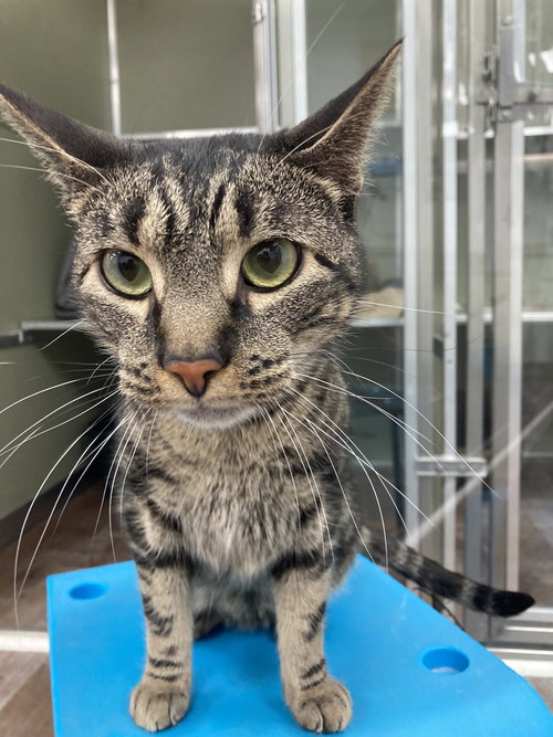 Hall (Bonded to Oates), Adult Domestic Short Hair / Mixed, cat for adoption in Kearny, New Jersey
