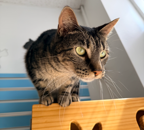 Hall, an adoptable Domestic Short Hair in Milltown, NJ