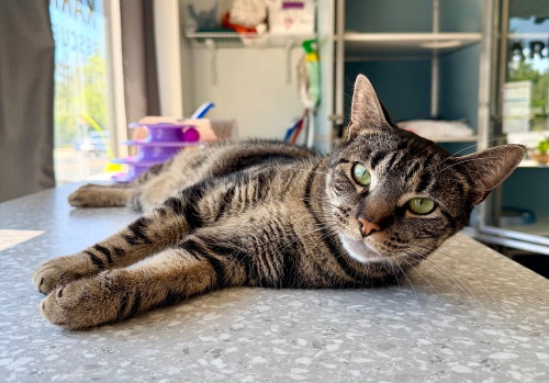 Hall, Adult Domestic Short Hair / Mixed, cat for adoption in New Brunswick, New Jersey