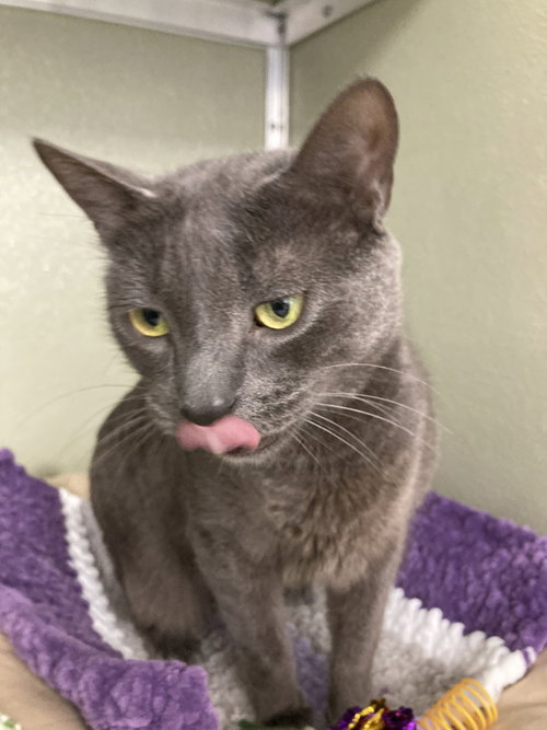 Oates (Bonded to Oates), Adult Domestic Short Hair / Mixed, cat for adoption in Kearny, New Jersey