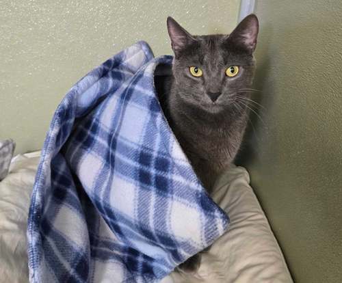 Oates, Adult Domestic Short Hair / Mixed, cat for adoption in New Rochelle, New York