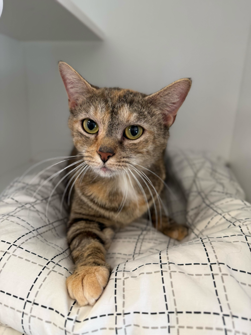 Sansa, Adult Domestic Short Hair / Domestic Short Hair / Mixed, cat for adoption in New Rochelle, New York