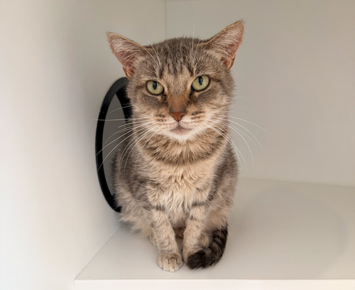 Freya Jean, an adoptable Domestic Short Hair in Milltown, NJ