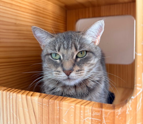 FREYA JEAN - Domestic Short Hair for adoption in Edison