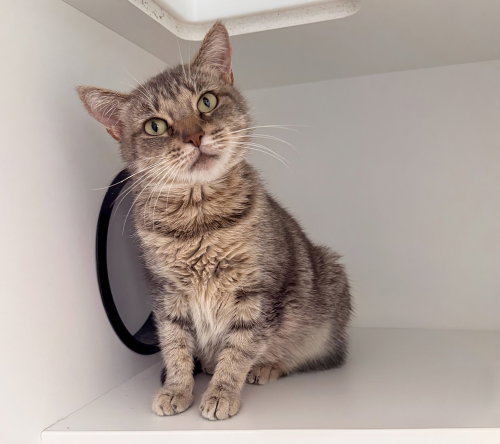 FREYA JEAN - Domestic Short Hair available for adoption