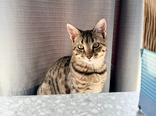 Shimmer, an adoptable Domestic Short Hair in Milltown, NJ