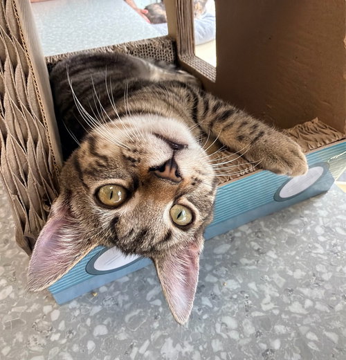 SHIMMER - Domestic Short Hair available for adoption